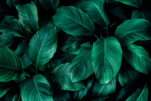 istock Close up, Spathiphyllum cannifolium leaf, abstract green texture, nature background, tropical leaf 1207631327