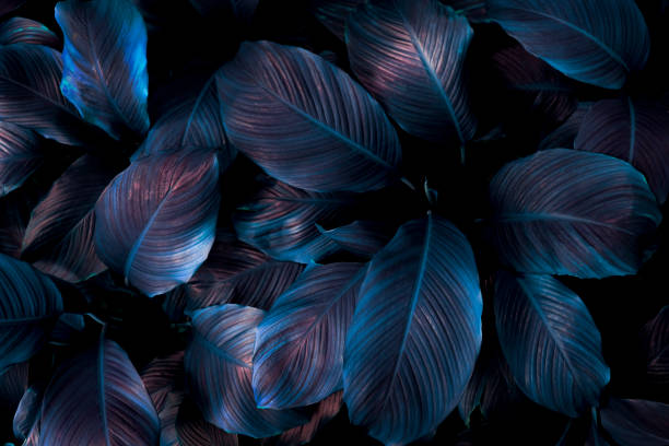 istock Close up, Spathiphyllum cannifolium leaf, abstract green texture, nature background, tropical leaf 1207631331
