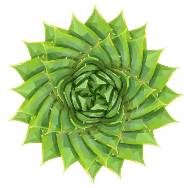 Vector illustration of Spiral aloe succulent houseplant or desert plant vector illustration