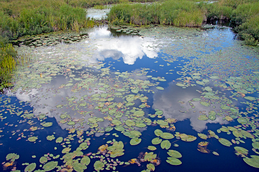 Images of Bogs and Lakes - focus on reflection