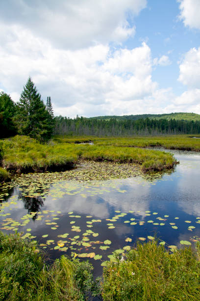 istock Images of bogs and lakes from around Algonquin Park 1207634084
