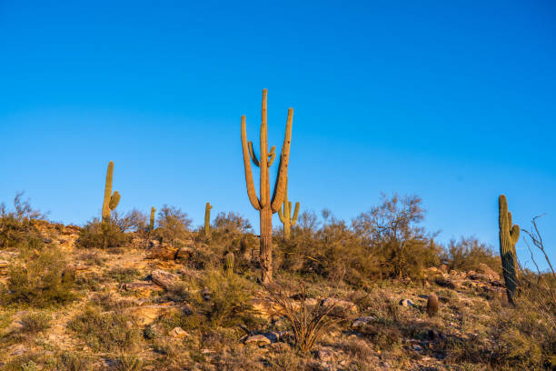 istock Saguaro cactus on South Mountain 1207636881