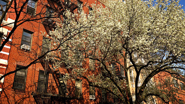 istock Cherry blossom bloom. New York street 1207639247