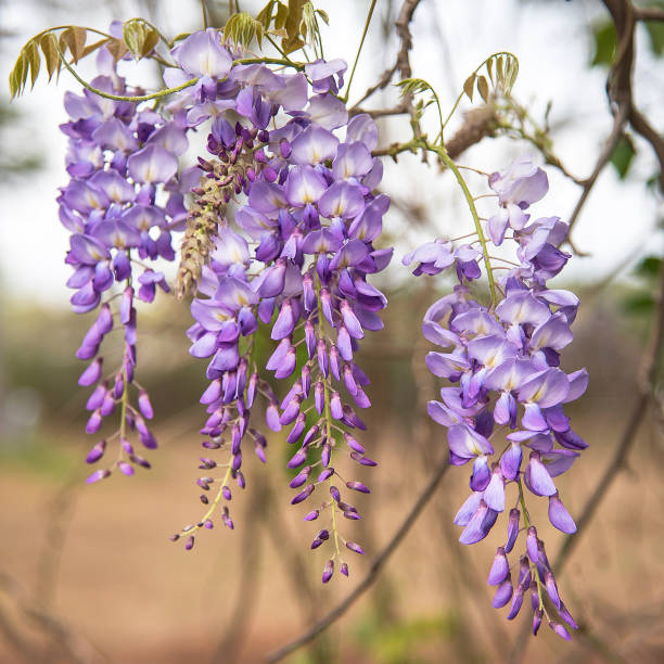 Purple wisteria blossoms in springtime delicate petals