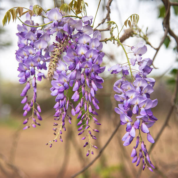 Purple wisteria blossoms in springtime Purple wisteria blossoms in springtime delicate petals tyler texas photos stock pictures, royalty-free photos & images