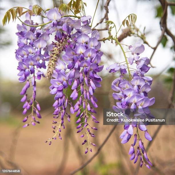 Purple Wisteria Blossoms In Springtime Stock Photo - Download Image Now - Wisteria, Texas, Tyler - Texas