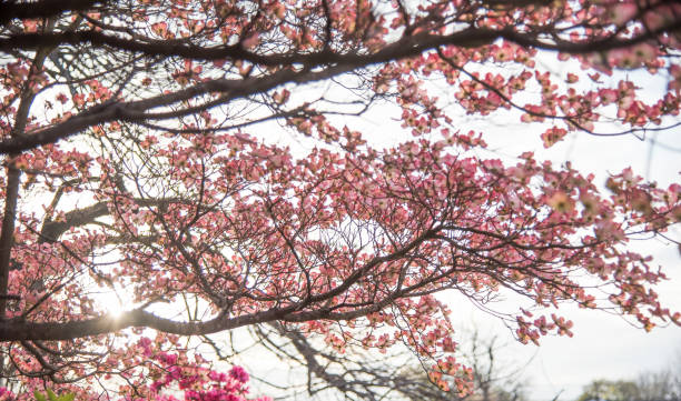 istock East Texas dogwood 1207645056