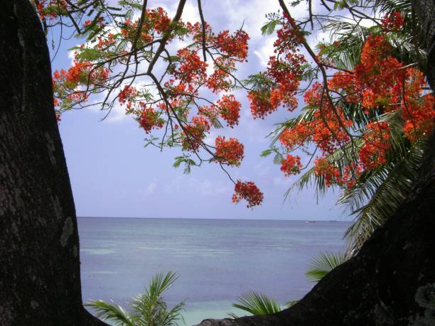 istock Blooming flame tree fowers growing by the beach 1207646399
