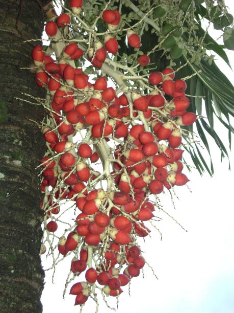 istock A big bunch of red betel nuts  hanging from a tree 1207648610