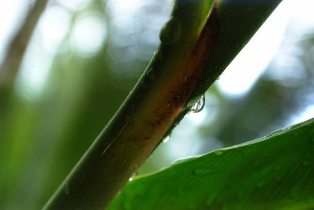 istock Dewdrop on the leaves of a plant, soft background 1207649146