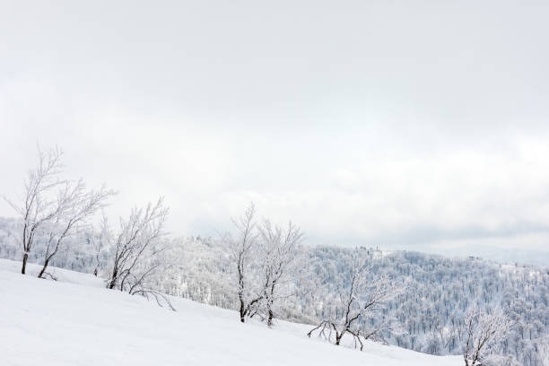 istock ski resort,akita prefecture in japan 1207649344
