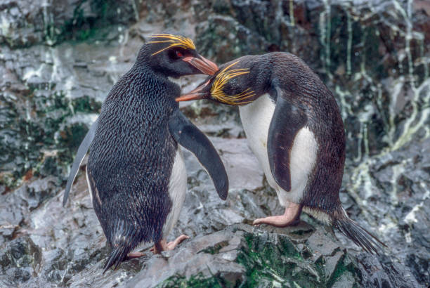 il pinguino maccheroni (eudyptes chrysolophus) è una specie di pinguino che si trova dal subantartico alla penisola antartica. trovato sull'isola della georgia del sud a cooper bay. - sphenisciformes foto e immagini stock
