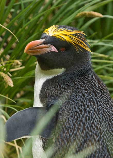 il pinguino maccheroni (eudyptes chrysolophus) è una specie di pinguino che si trova dal subantartico alla penisola antartica. trovato sull'isola della georgia del sud a cooper bay. - sphenisciformes foto e immagini stock