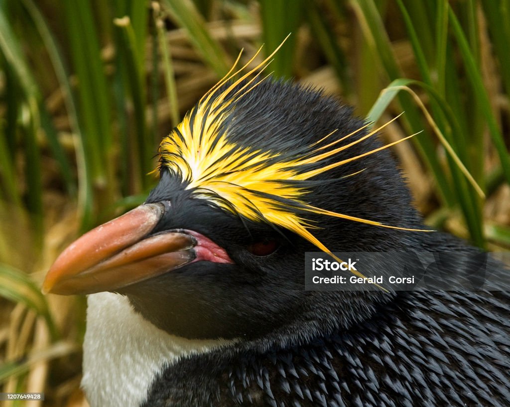 Eudyptes Chrysolophus Là Một Loài Chim Cánh Cụt Được Tìm Thấy Ở ...