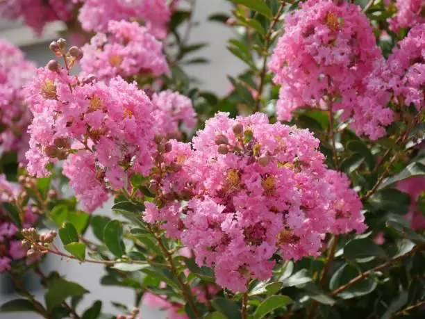 Clusters of bright pink crape myrtle flowers, close up