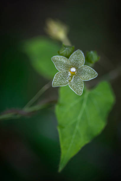 istock Pearl milkweed wildflower 1207651047