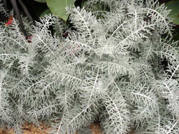 Dusty miller plant, close up. Also called senecio cineraria Dusty miller plant, close up. Also called senecio cineraria cineraria maritima stock pictures, royalty-free photos & images