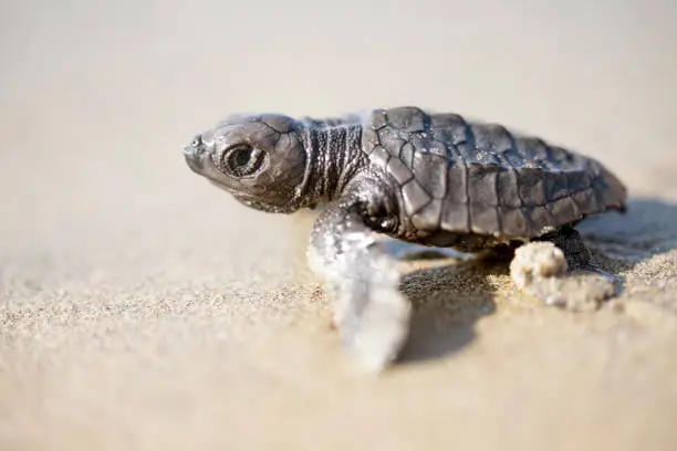 Photo of Sea turtle