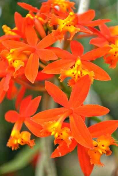 istock Five-star orange orchid flowers, portrait view 1207654571