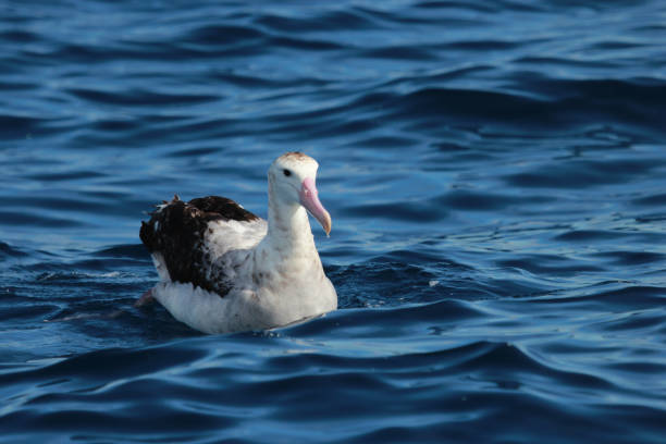 Antipodean Wandering Albatross in New Zealand Waters Australasian waters is home for this very large seabird. Diomedea antipodensis is a gregarious, loud bird best seen soaring on top of the waves. mollymawk photos stock pictures, royalty-free photos & images