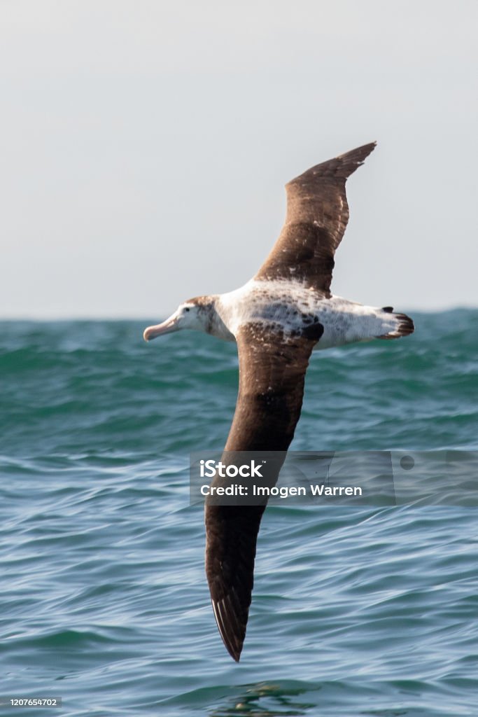 Antipodean Wandering Albatross in New Zealand Waters Australasian waters is home for this very large seabird. Diomedea antipodensis is a gregarious, loud bird best seen soaring on top of the waves. Wandering Albatross Stock Photo