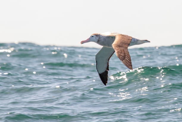Antipodean Wandering Albatross in New Zealand Waters Australasian waters is home for this very large seabird. Diomedea antipodensis is a gregarious, loud bird best seen soaring on top of the waves. wandering albatross photos stock pictures, royalty-free photos & images