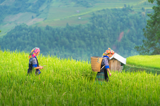 Mu Cang Chai ; Vietnam ; August 27 2019 ; Vietnamese people harvesting in beautiful landscape green rice fields prepare the harvest at Northwest Vietnam on terraced sunset mountain at Mu Cang Chai, Yen Bai, Vietnam