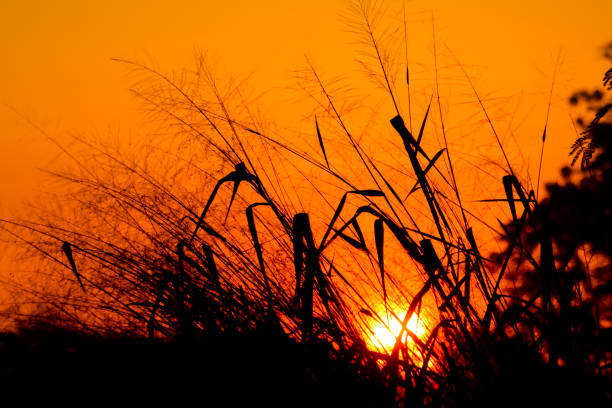 istock Shadow of grass flower and sun on morning time 1207655762