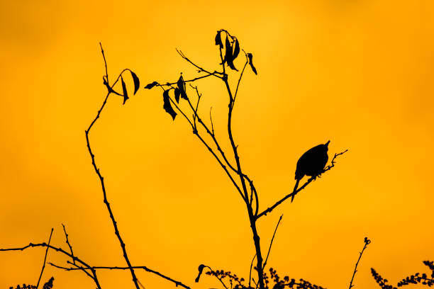 istock Shodow of bird on tree 1207655765