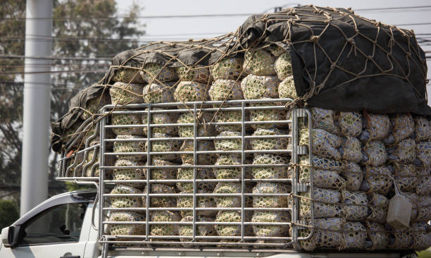 istock Cabbage on the Pick up truck 1207655803