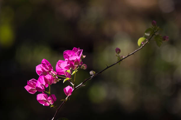 istock Pink  Bougainvillea flower in dark background 1207655893