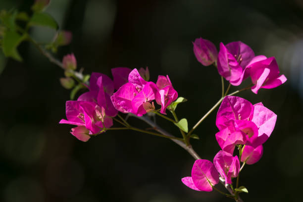 istock Pink  Bougainvillea flower in dark background 1207655914