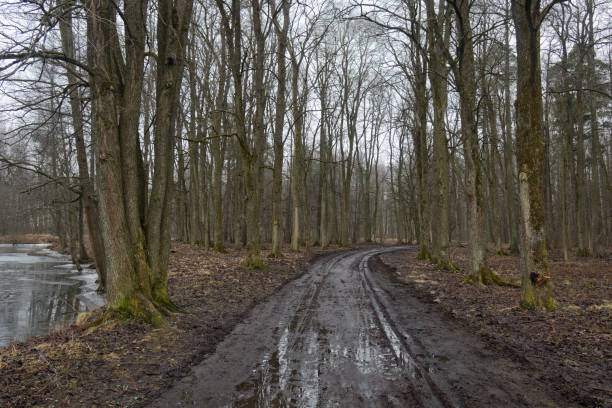 Broken road in the woods.The road goes transport, stirring mud.