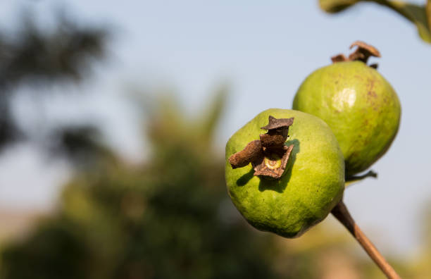 istock Ripe Tropical Fruit Guava on Guava Tree. 1207658204