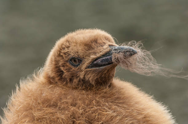 Young King Penguin on Salisbury Plain, The South Georgia Islands in the  Southern Atlantic Ocean. Young King Penguin on Salisbury Plain, The South Georgia Islands in the  Southern Atlantic Ocean. king penguin stock pictures, royalty-free photos & images