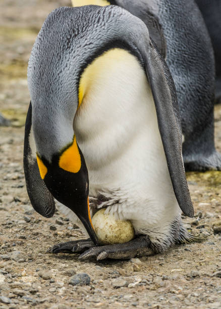 uovo ai piedi di un pinguino reale nella pianura di salisbury, le isole della georgia del sud nell'oceano atlantico meridionale. - sphenisciformes foto e immagini stock