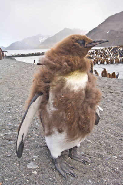 pinguins rei na baía de st. andrews, ilhas da geórgia do sul no oceano atlântico sul. - sphenisciformes - fotografias e filmes do acervo