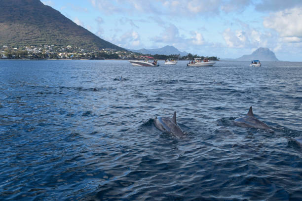 istock dolphin swimming along side yachts 1207659388