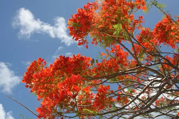 Bright orange and red flame tree loaded with flowers