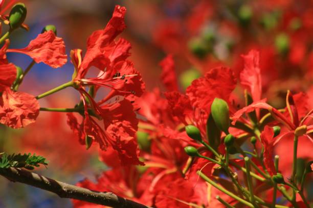 istock Close up of flame tree flowers, soft background 1207660043