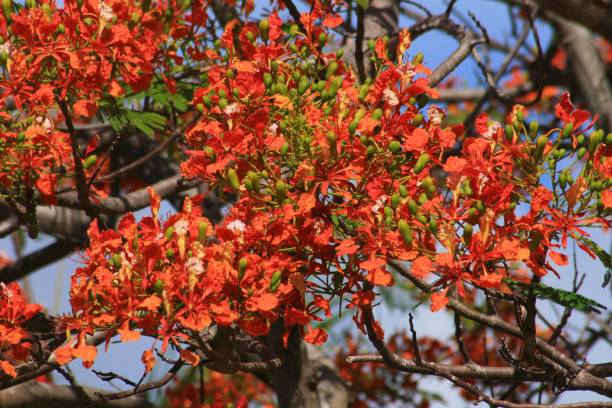 istock Natural bouquets of blooming flame tree flowers 1207660216
