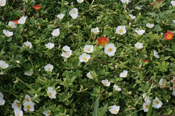 istock Patch of white and red fall phlox flowers in a garden 1207661741