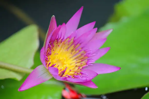 Side view of a half-closed pink and yellow waterlily flower in a pond, soft background