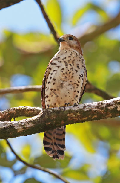 200+ Crécerelle De Maurice Photos, taleaux et images libre de droits