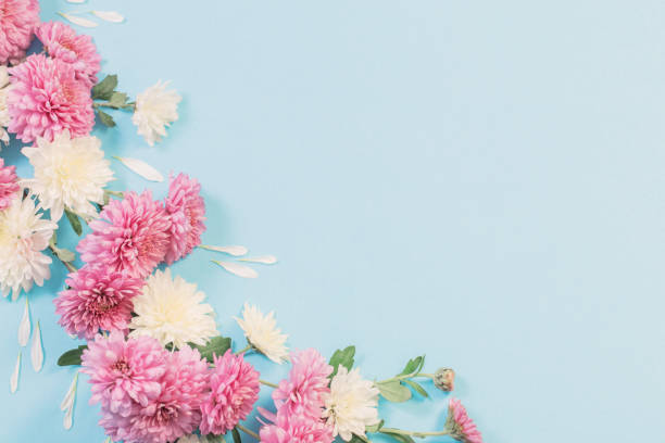 istock white and pink chrysanthemums on blue paper background 1207665454