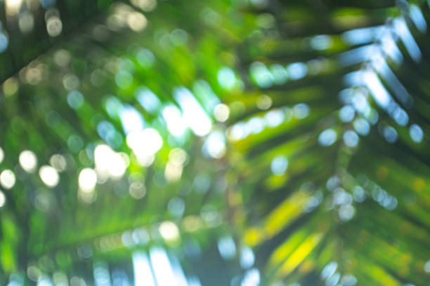 istock green bokeh nature abstract background 1207666459