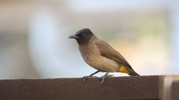 istock Dark-capped bulbul on a fence 1207667792