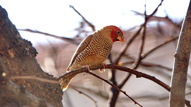 Red-headed finch perched in a tree