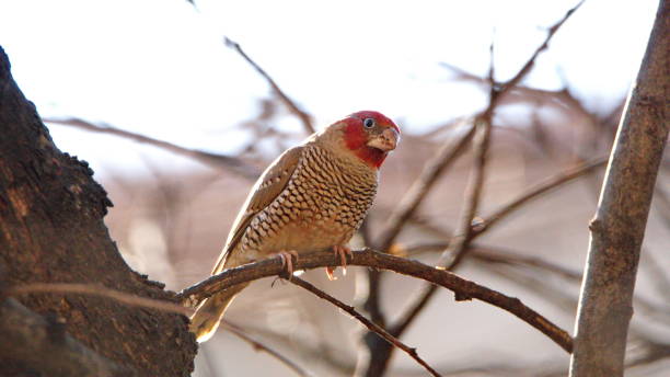 istock Red-headed finch perched in a tree 1207668592