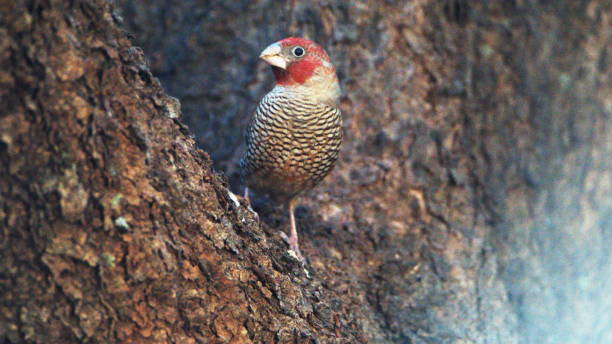 istock Red-headed finch perched in a tree 1207668623